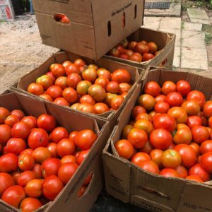 TOMATO SALE!